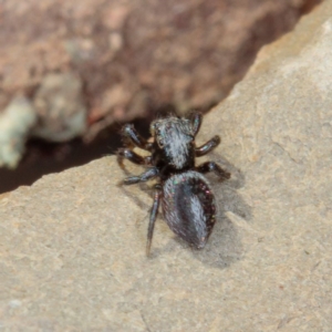 Salpesia sp. (genus) at Gungahlin, ACT - 13 Jan 2017