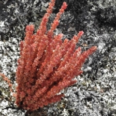 Crassula sieberiana (Austral Stonecrop) at Booth, ACT - 8 Jan 2017 by JohnBundock