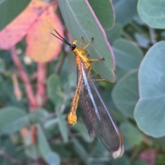 Nymphes myrmeleonoides (Blue eyes lacewing) at Wandiyali-Environa Conservation Area - 13 Jan 2017 by Wandiyali