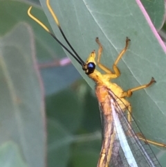 Nymphes myrmeleonoides at Googong, NSW - 13 Jan 2017