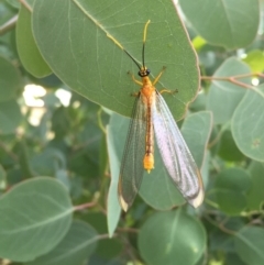 Nymphes myrmeleonoides at Googong, NSW - 13 Jan 2017 04:23 PM