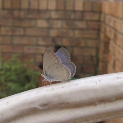 Zizina otis (Common Grass-Blue) at Ngunnawal, ACT - 12 Jan 2017 by GeoffRobertson