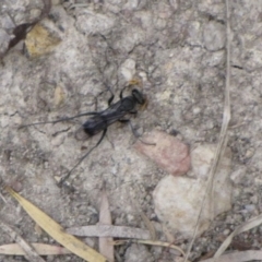 Fabriogenia sp. (genus) (Spider wasp) at Ngunnawal, ACT - 13 Jan 2017 by GeoffRobertson