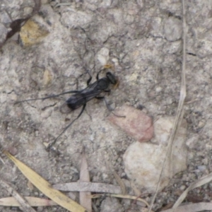 Fabriogenia sp. (genus) at Ngunnawal, ACT - 13 Jan 2017 12:00 AM