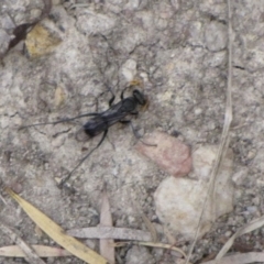 Fabriogenia sp. (genus) (Spider wasp) at Ngunnawal, ACT - 12 Jan 2017 by GeoffRobertson