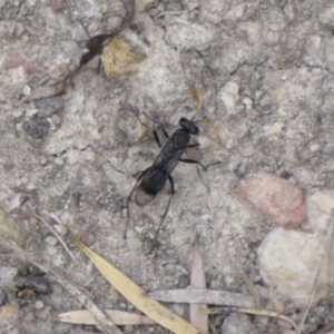 Fabriogenia sp. (genus) at Ngunnawal, ACT - 13 Jan 2017 12:00 AM