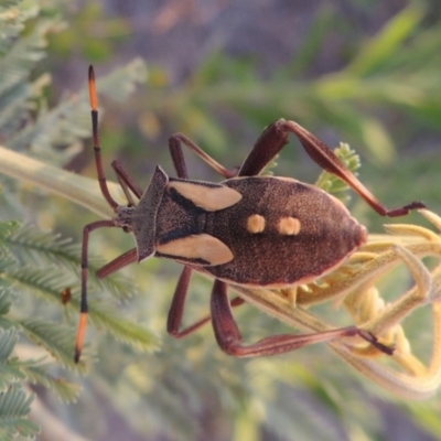 Mictis profana (Crusader Bug) at Bonython, ACT - 12 Jan 2017 by michaelb