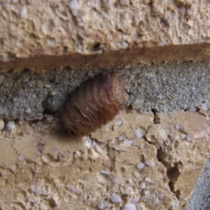 Mantidae - egg case (family) at Ngunnawal, ACT - 13 Jan 2017 12:00 AM