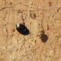 Cydnidae sp. (family)#cnm2 (Unidentified burrower bug) at Ngunnawal, ACT - 12 Jan 2017 by GeoffRobertson