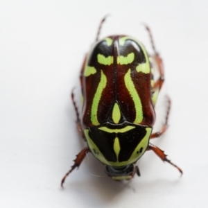 Eupoecila australasiae at Murrumbateman, NSW - 13 Jan 2017