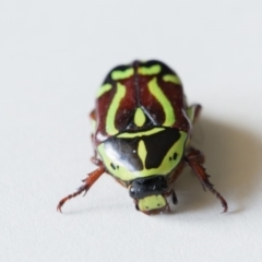 Eupoecila australasiae at Murrumbateman, NSW - 13 Jan 2017 10:56 AM