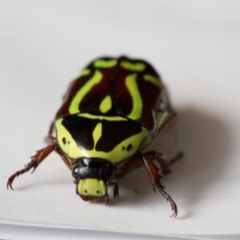 Eupoecila australasiae at Murrumbateman, NSW - 13 Jan 2017 10:56 AM