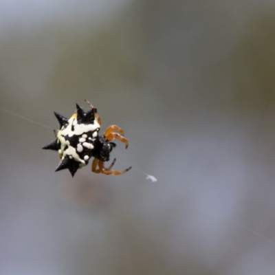 Austracantha minax (Christmas Spider, Jewel Spider) at Murrumbateman, NSW - 7 Jan 2017 by SallyandPeter