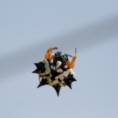 Austracantha minax at Murrumbateman, NSW - 8 Jan 2017