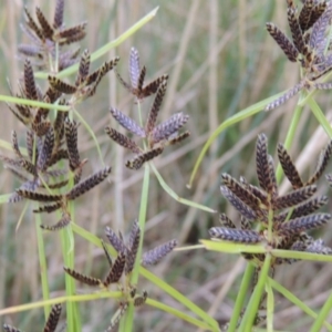 Cyperus sanguinolentus at Greenway, ACT - 9 Jan 2017