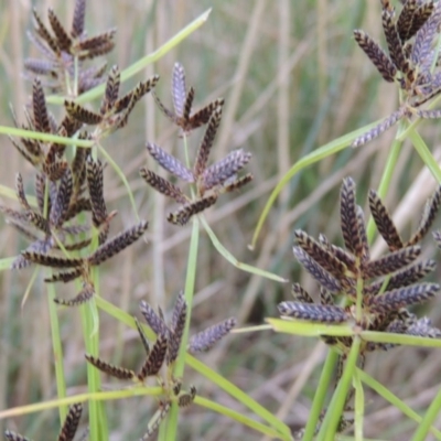 Cyperus sanguinolentus (A Sedge) at Greenway, ACT - 9 Jan 2017 by MichaelBedingfield