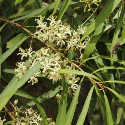 Lomatia myricoides (River Lomatia) at Coree, ACT - 13 Jan 2017 by ibaird