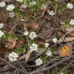 Platysace lanceolata at Uriarra, NSW - 13 Jan 2017