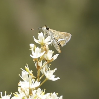 Taractrocera papyria (White-banded Grass-dart) at Stromlo, ACT - 13 Jan 2017 by ibaird