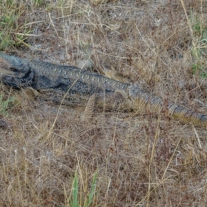 Pogona barbata at Gungahlin, ACT - suppressed