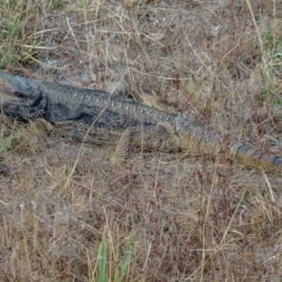 Pogona barbata (Eastern Bearded Dragon) at Gungahlin, ACT - 13 Jan 2017 by CedricBear