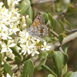 Lucia limbaria at Stromlo, ACT - 13 Jan 2017