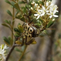 Neorrhina punctata (Spotted flower chafer) at Stromlo, ACT - 13 Jan 2017 by ibaird