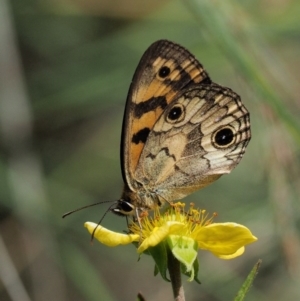 Heteronympha cordace at Mount Clear, ACT - 7 Jan 2017 01:30 PM