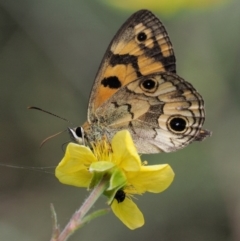 Heteronympha cordace at Mount Clear, ACT - 7 Jan 2017 01:30 PM