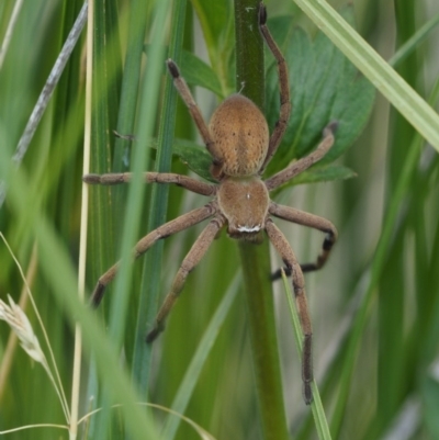 Neosparassus sp. (genus) (Unidentified Badge huntsman) at Mount Clear, ACT - 7 Jan 2017 by KenT