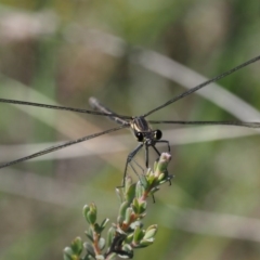 Austroargiolestes icteromelas (Common Flatwing) at Mount Clear, ACT - 6 Jan 2017 by KenT