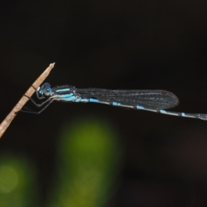 Austrolestes leda at Mount Clear, ACT - 7 Jan 2017