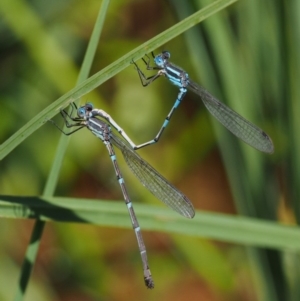 Austrolestes leda at Mount Clear, ACT - 7 Jan 2017