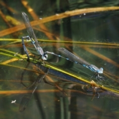 Austrolestes leda at Mount Clear, ACT - 7 Jan 2017