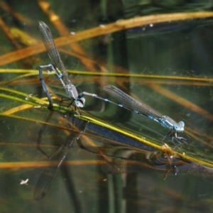 Austrolestes leda at Mount Clear, ACT - 7 Jan 2017