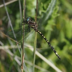 Synthemis eustalacta (Swamp Tigertail) at Mount Clear, ACT - 6 Jan 2017 by KenT