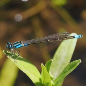 Ischnura heterosticta at Mount Clear, ACT - 7 Jan 2017