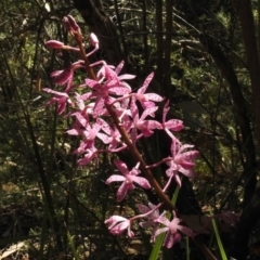 Dipodium punctatum (Blotched Hyacinth Orchid) at Paddys River, ACT - 14 Jan 2017 by JohnBundock