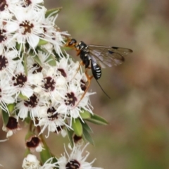 Ichneumonidae (family) (Unidentified ichneumon wasp) at Coree, ACT - 13 Jan 2017 by ibaird