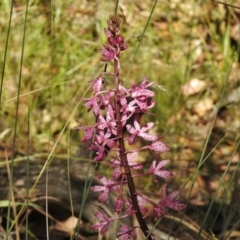 Dipodium punctatum (Blotched Hyacinth Orchid) at Paddys River, ACT - 14 Jan 2017 by JohnBundock