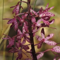 Dipodium punctatum at Paddys River, ACT - 14 Jan 2017