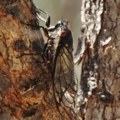 Psaltoda moerens (Redeye cicada) at Paddys River, ACT - 14 Jan 2017 by JohnBundock