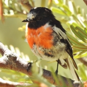 Petroica boodang at Paddys River, ACT - 14 Jan 2017 12:34 PM