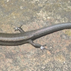 Lampropholis delicata at Kambah, ACT - 4 Jan 2017