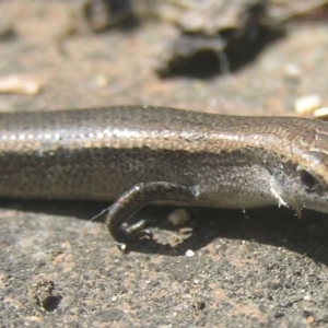 Lampropholis delicata at Kambah, ACT - 4 Jan 2017