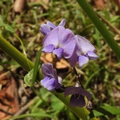 Glycine clandestina (Twining Glycine) at Paddys River, ACT - 14 Jan 2017 by JohnBundock