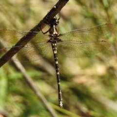 Synthemis eustalacta (Swamp Tigertail) at Paddys River, ACT - 14 Jan 2017 by JohnBundock