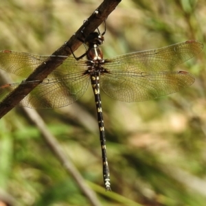 Synthemis eustalacta at Paddys River, ACT - 14 Jan 2017