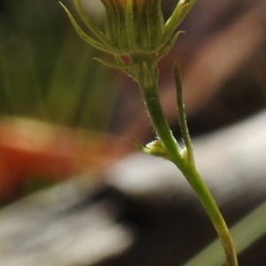 Tolpis barbata at Paddys River, ACT - 14 Jan 2017