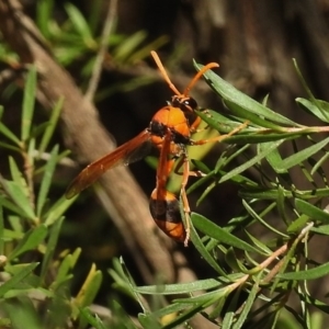 Delta bicinctum at Paddys River, ACT - 14 Jan 2017 10:49 AM